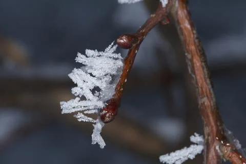 Winter macro Stock Photos