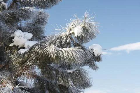 Winter macro Foto stock