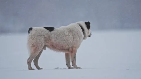 Winter magic: Alabai, Labrador, and Retriever play in snow under falling flakes Stock Footage 295871033