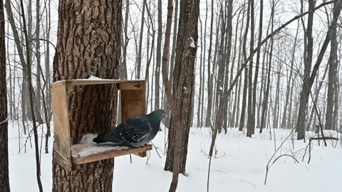 Winter magic as a dove takes flight from a cozy birdhouse in a snowy forest Stock Footage 338415084