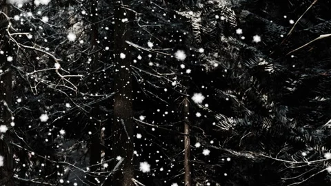 Winter Magic Envelops a Forest Scene With Gentle Snowfall Stock Footage 344822920