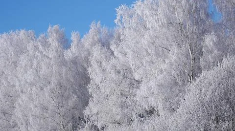 Winter Magic Stock Photos