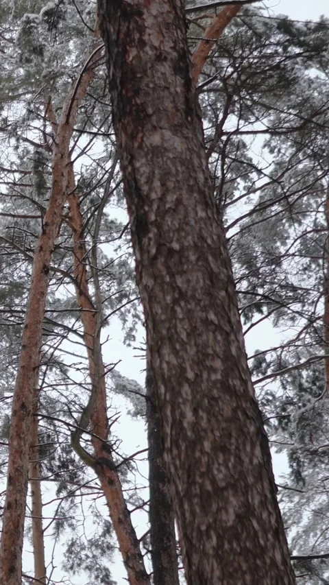 Winter magical forest with big pine and fir trees high in the mountains Stock Footage 297691940