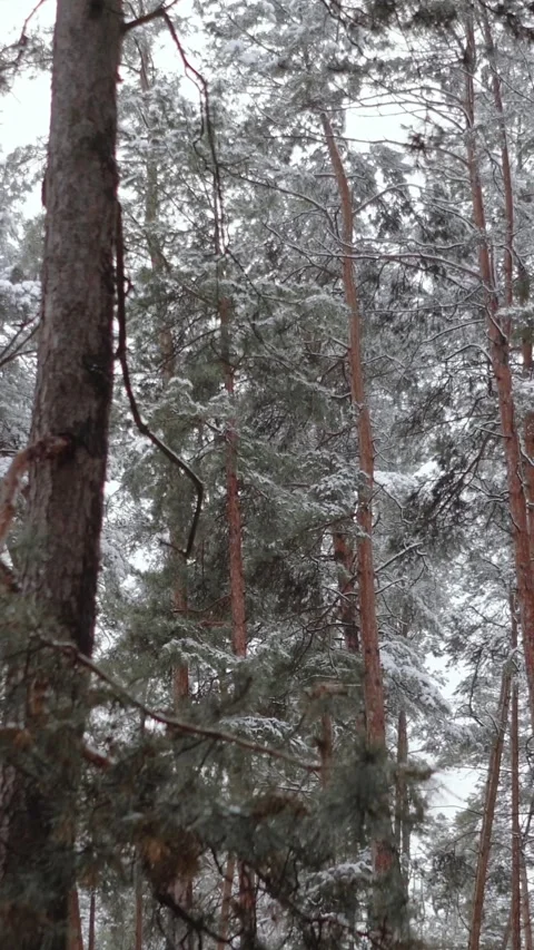 Winter magical forest with big pine and fir trees high in the mountains Stock Footage 297691945
