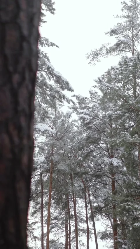 Winter magical forest with big pine and fir trees high in the mountains Stock Footage 297692021