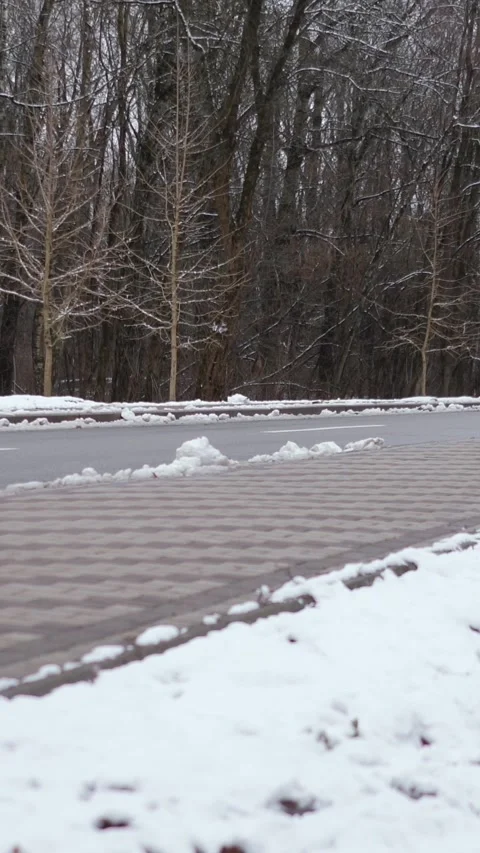 Winter magical forest with big pine and fir trees high in the mountains Stock Footage 297692088
