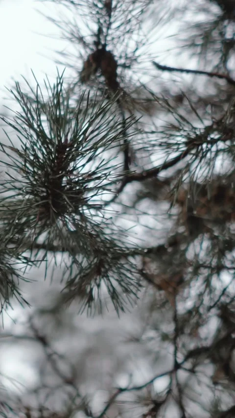 Winter magical forest with big pine and fir trees high in the mountains Stock Footage 297692101