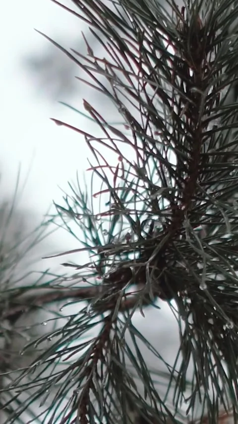 Winter magical forest with big pine and fir trees high in the mountains Stock Footage 297692489