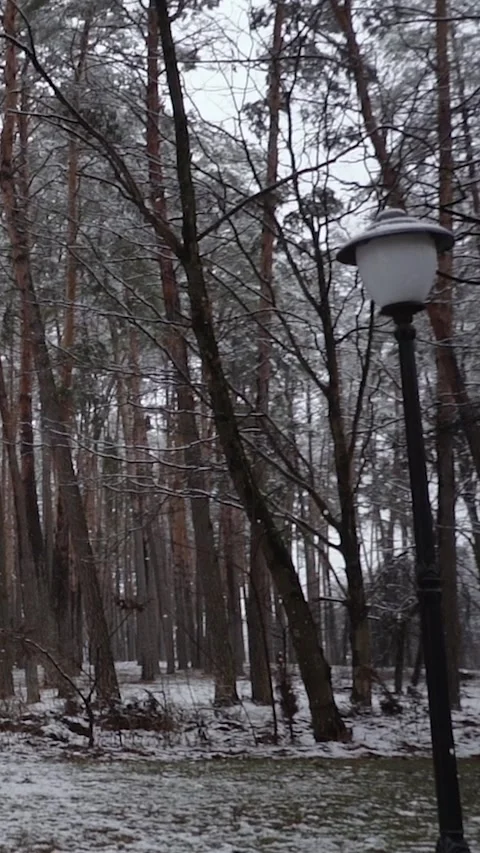 Winter magical forest with big pine and fir trees high in the mountains Stock Footage 297692649