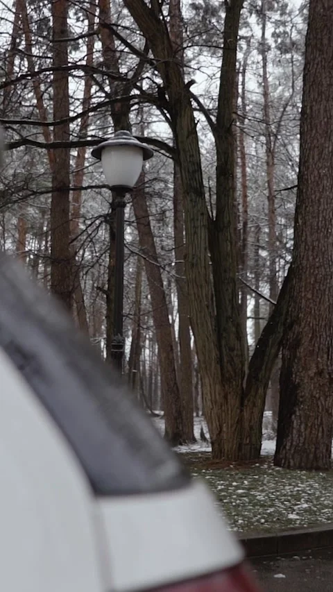 Winter magical forest with big pine and fir trees high in the mountains Video stock 297692951
