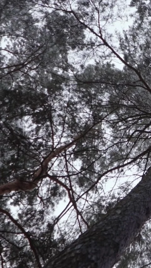 Winter magical forest with big pine and fir trees high in the mountains Stock Footage 297693093