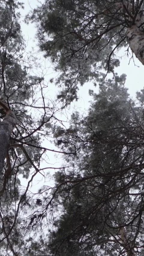 Winter magical forest with big pine and fir trees high in the mountains Stock Footage 297693267