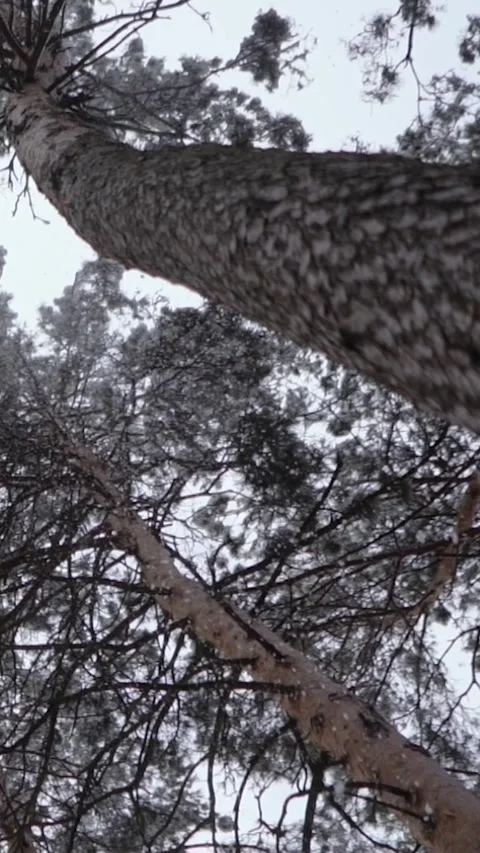 Winter magical forest with big pine and fir trees high in the mountains Stock-Footage 297693337