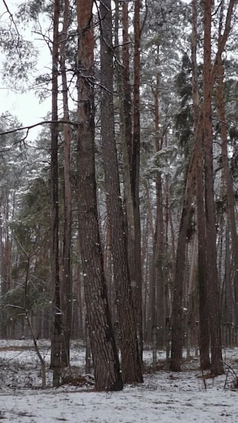 Winter magical forest with big pine and fir trees high in the mountains Stock Footage 297693950