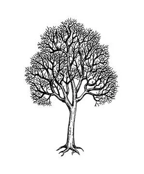 Winter maple tree ink sketch. Stock Illustration