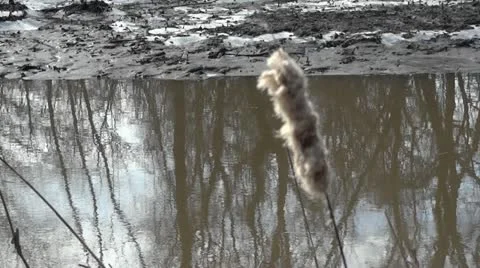 Winter marsh 스톡 동영상 15833164