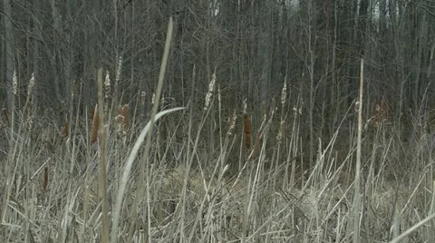 Winter marsh Video stock 20622606