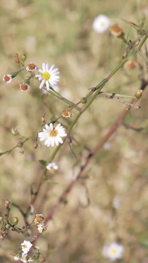 Winter Meadow in 9:16 Stock Footage 224584969