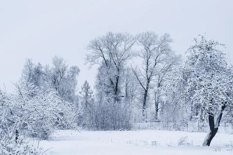 Winter meadow and trees covered with fluffy snow Stock Photos