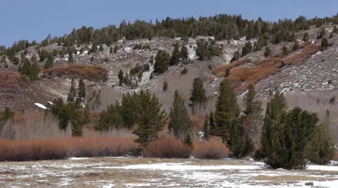 Winter Meadow Video stock 49169516