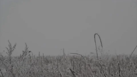 Winter meadow snow-covered dry flowers and grass swaying in the win, Ukraine. Stock Footage 71067167