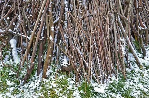 Winter meets spring Foto stock