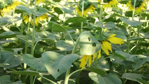 Winter melon in a garden Stock Footage 295851664