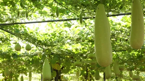 Winter melon in a garden Video stock 295851684