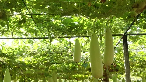 Winter melon in a garden Stock Footage 295851688