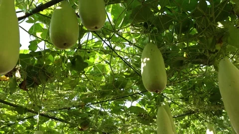 Winter melon in a garden Stock Footage 295851692