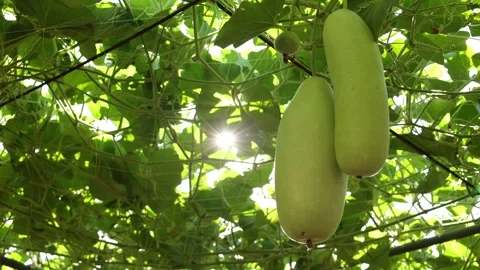 Winter melon in a garden Stock Footage 295851695