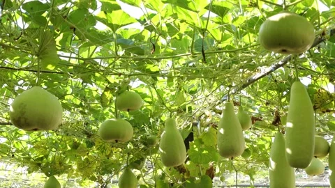 Winter melon in a garden Video stock 295851716