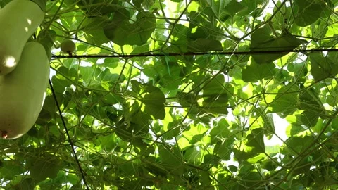 Winter melon in a garden Stock Footage 295851727