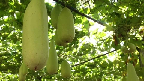 Winter melon in a garden Video stock 295851729