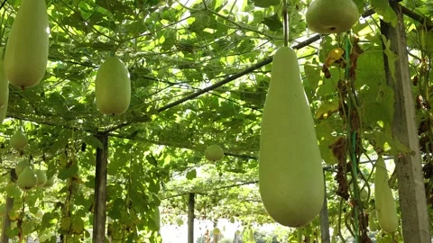 Winter melon in a garden Stock Footage 295851738