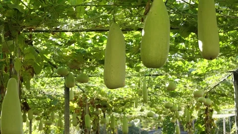 Winter melon in a garden Stock Footage 295851741
