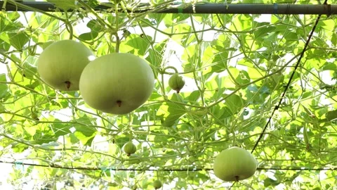 Winter melon in a garden Video stock 295851757
