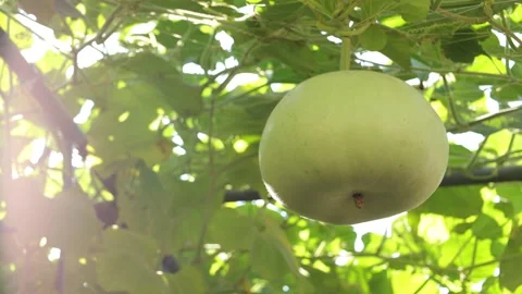 Winter melon in a garden Stock Footage 295851771