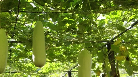 Winter melon in a garden Stock Footage 295851774