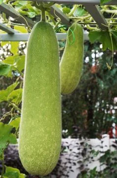Winter melon in garden Stock Photos