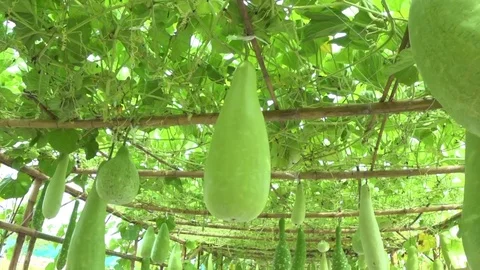Winter melon with handheld at bamboo structure handheld and walking shot Stock Footage 78522847