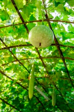 Winter melon on the hanger Stock Photos