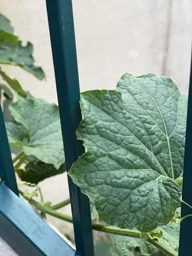 Winter Melon Leaf Growing Through Metal Bars Stock Photos
