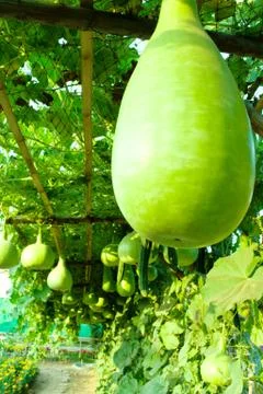 Winter melon Stock Photos