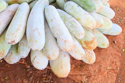 Winter melon Stock Photos
