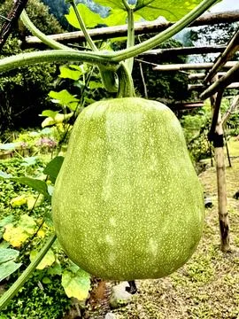 Winter Melon 库存照片