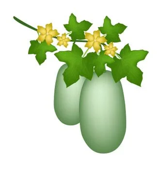 A Winter Melon Plant on White Background Stock Illustration