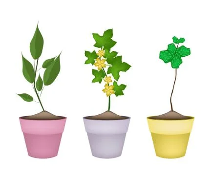 Winter Melon Plants and Peppermint Plants in Ceramic Pots Stock Illustration