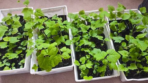 Winter melon seedling. High angle view of plants growing from seeds in a tray Stock Photos