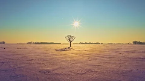 Winter minimalist tree standing alone in snowy field under sun light in aerial Stock Footage 328850272